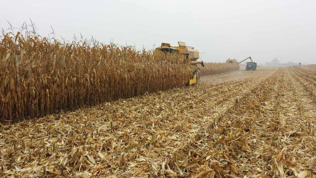 Kukurydza w technologii strip-till — rozwój rośliny na polu