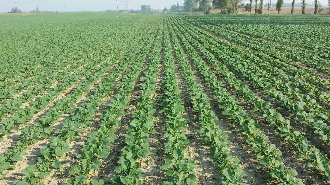 Uprawa pasowa — Rzepak Plantacja rzepaku ozimego w technologii uprawy pasowej