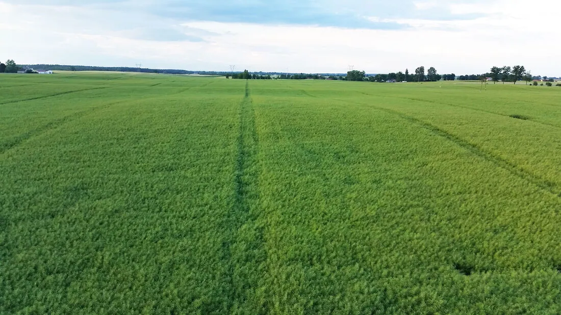 Uprawa pasowa — Rzepak Pole rzepaku ozimego w systemie pasowym Czajkowski ST