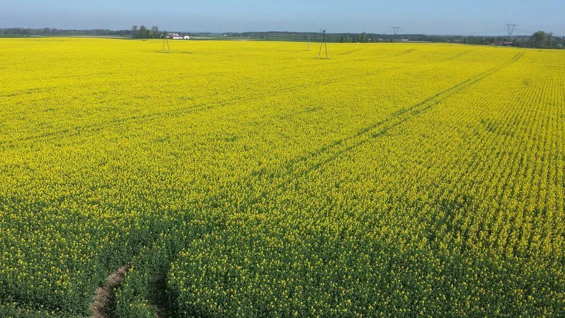 Uprawa pasowa — Rzepak Rzepak ozimy — plantacja strip-till