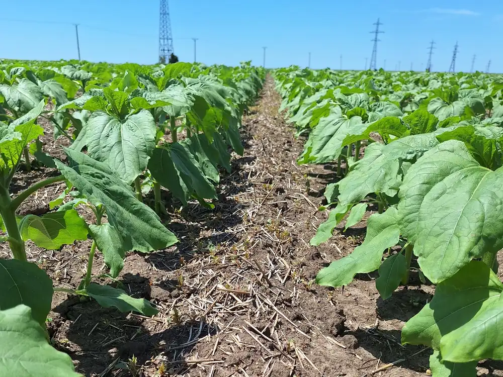 Równe rzędy młodego słonecznika na polu prowadzonym w technologii strip-till.