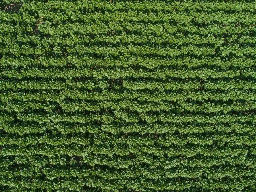 Młody łan słonecznika widziany z góry, z roślinami rosnącymi w równych rzędach strip-till.