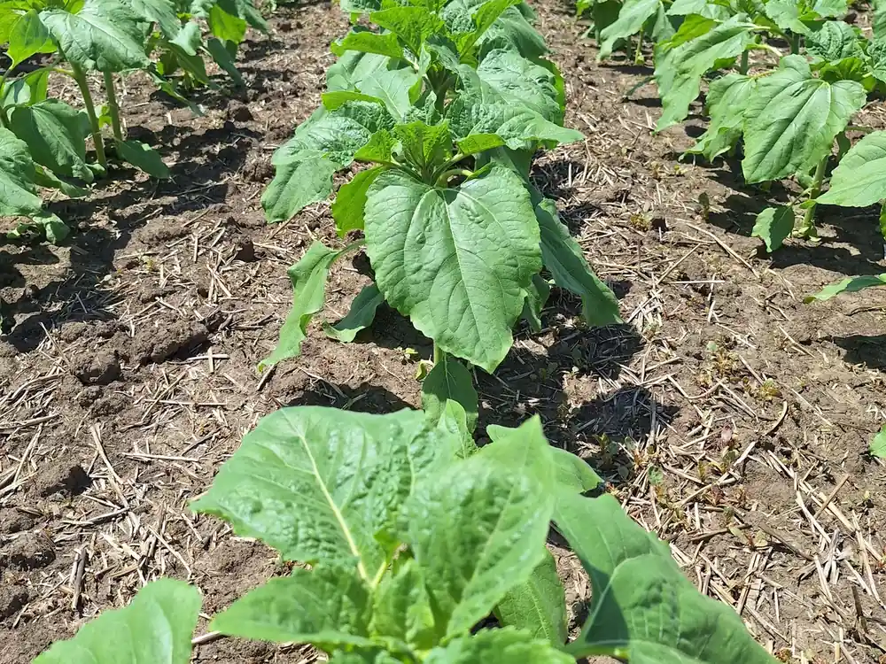 Młoda roślina słonecznika rosnąca w przygotowanym pasie strip-till na polu.