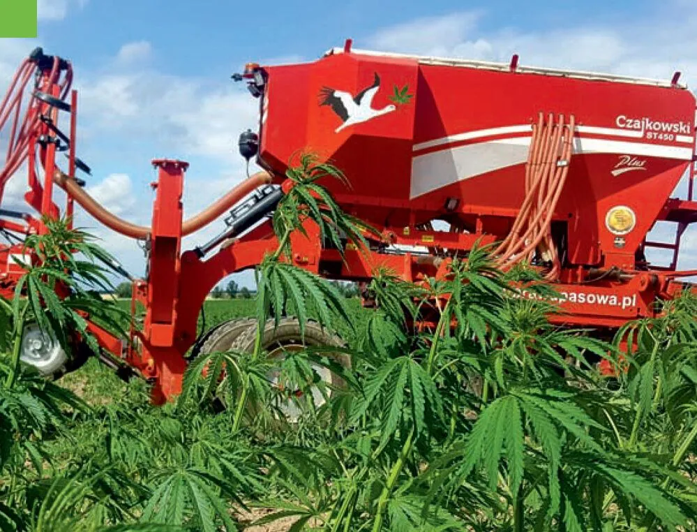 Strączkowe, zioła i konopie — strip-till