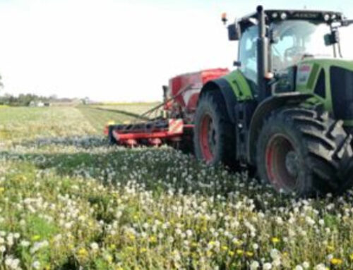 Кукурудза ST – досвід