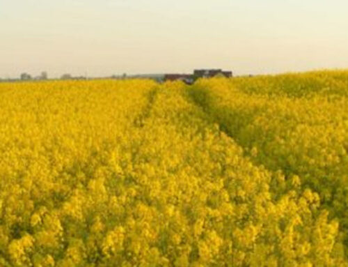 Рапс ST+PS/ сеялка